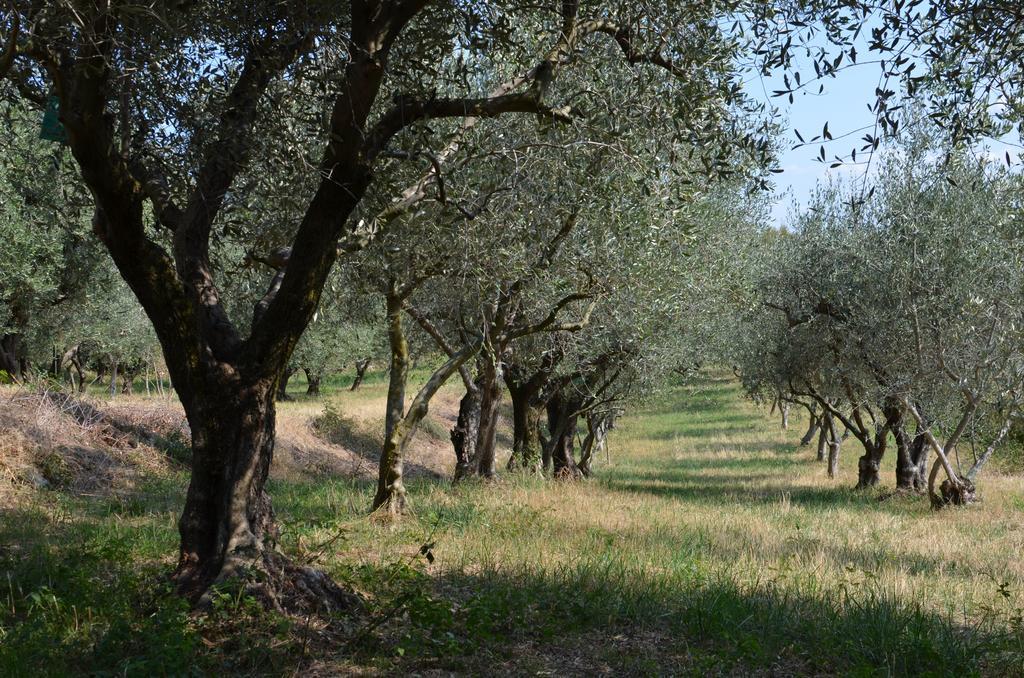 Agriturismo Bosco Magico Verona Exterior photo